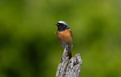 Photograph of a male redstart bird with an orangey-red breast and black on the head
