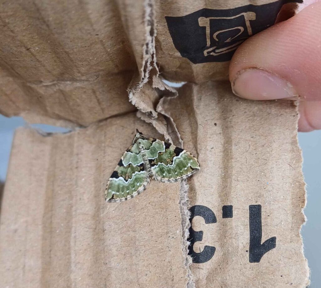 Moth monitoring image