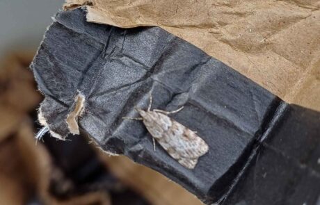 Moth monitoring pale moth on cardboard