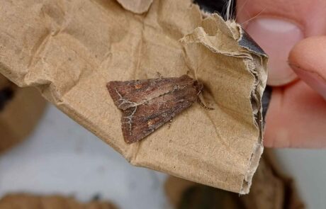 Moth monitoring moth on cardboard