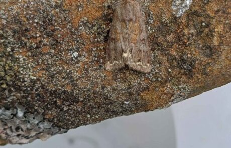 Moth monitoring moth on a rock
