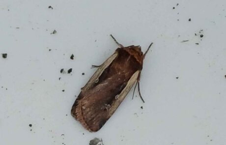 Moth monitoring moth in trap