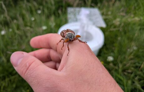 Moth monitoring pusgill june 2026