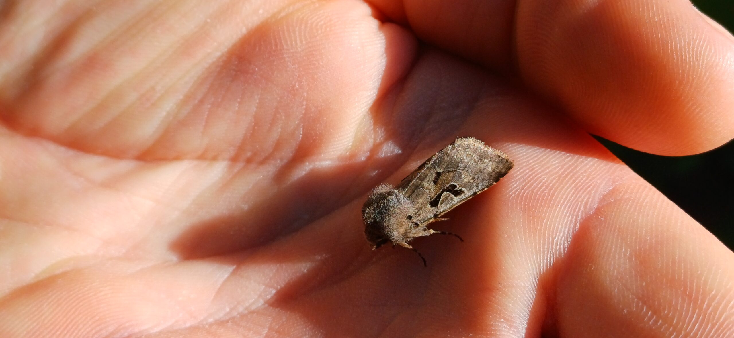 Hebrew Character Moth in hand 2 Moth Monitoring