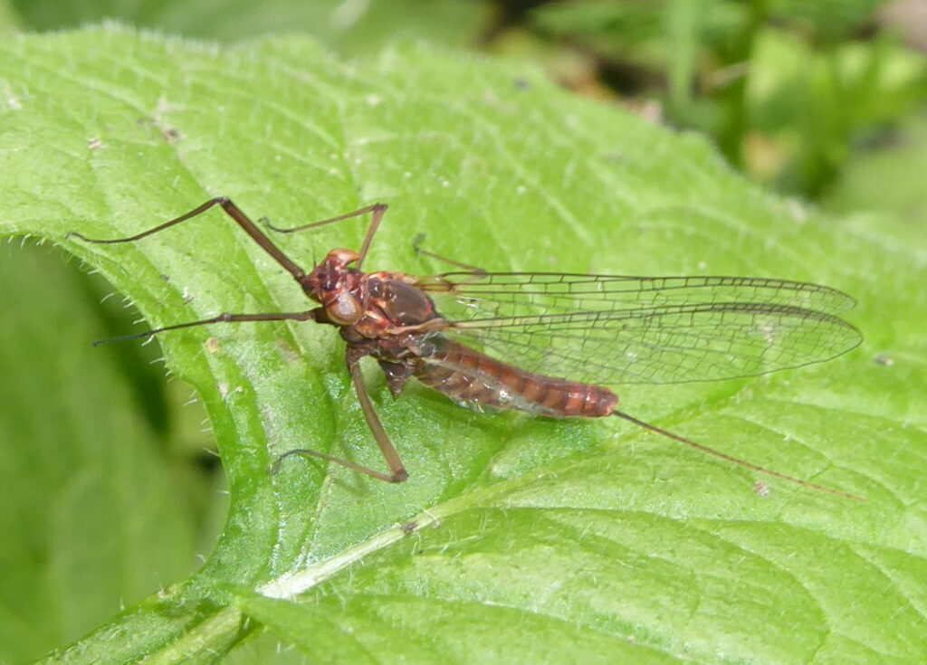 Fascinating flies image
