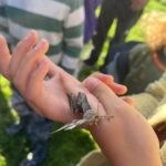31.05.26 Nature camp moth trapping (MJ) (4)