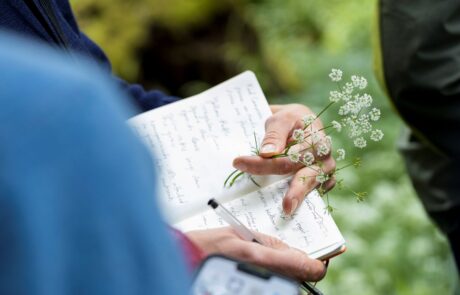 Wildflower Botanical Survey (c) Matt Denham