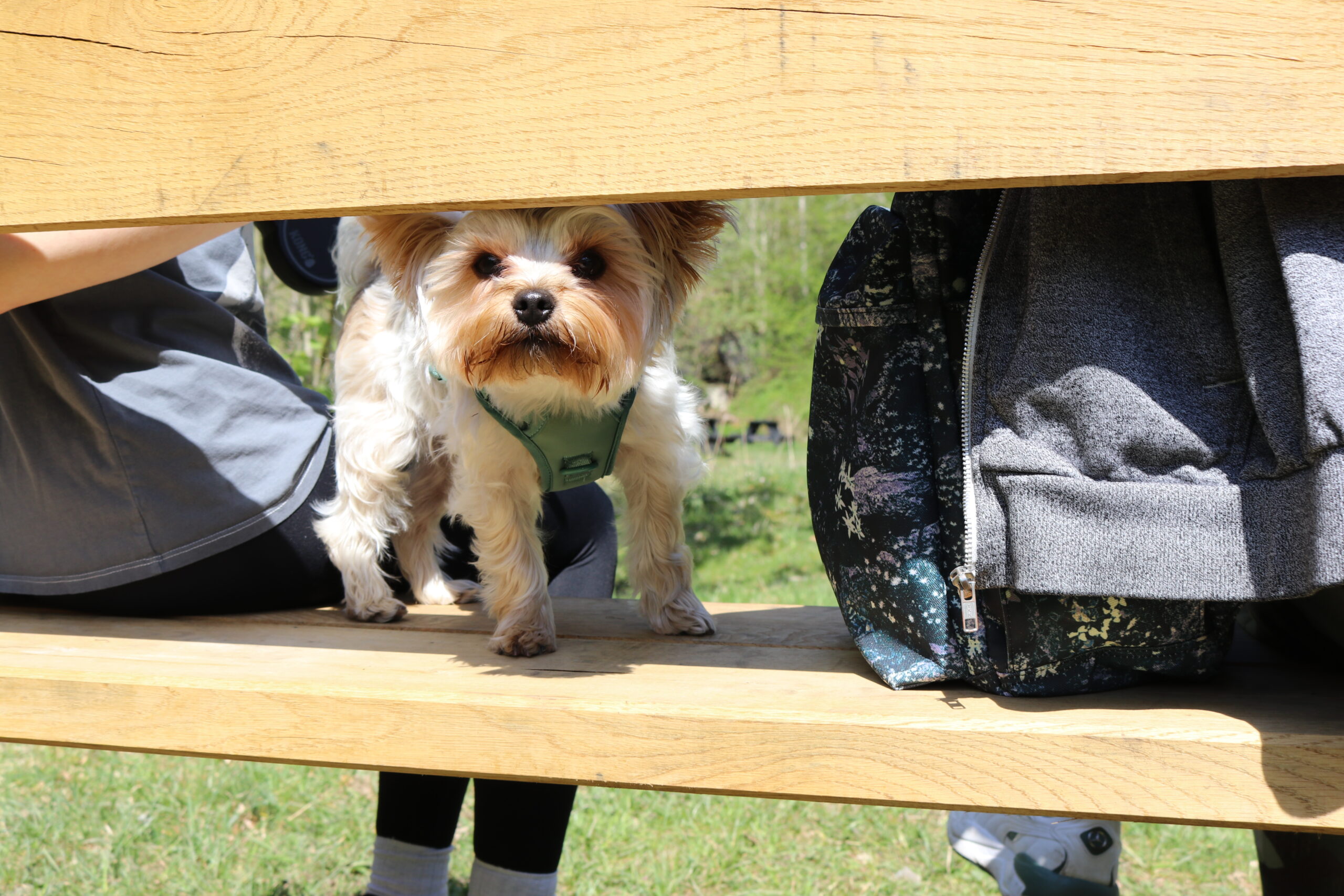 Yorkshire vet bench Bowlees RJH (11)