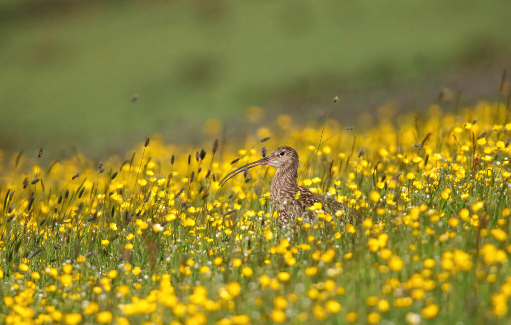 Lasting legacy for nature, farming and communities image