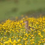 Curlew (c) Cameron Sharp Photography Curlew (c) Cameron Sharp Photography
