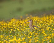 Curlew (c) Cameron Sharp Photography