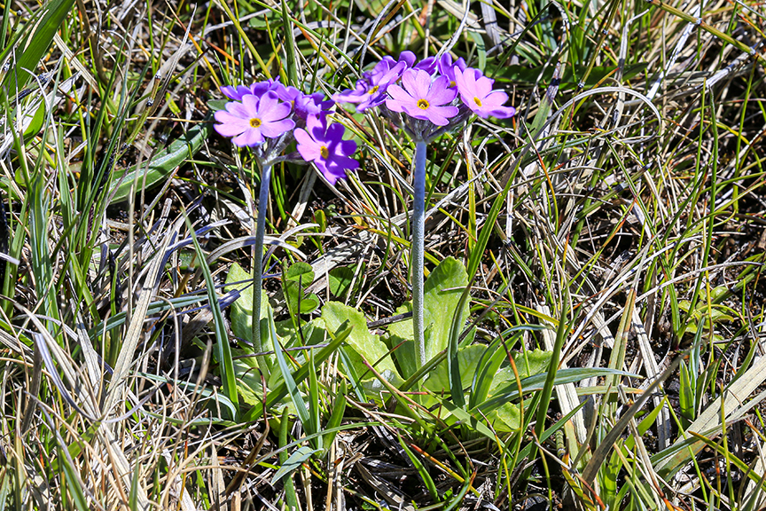 Conservation funds awarded for rare arctic-alpine species in Upper Teesdale project image