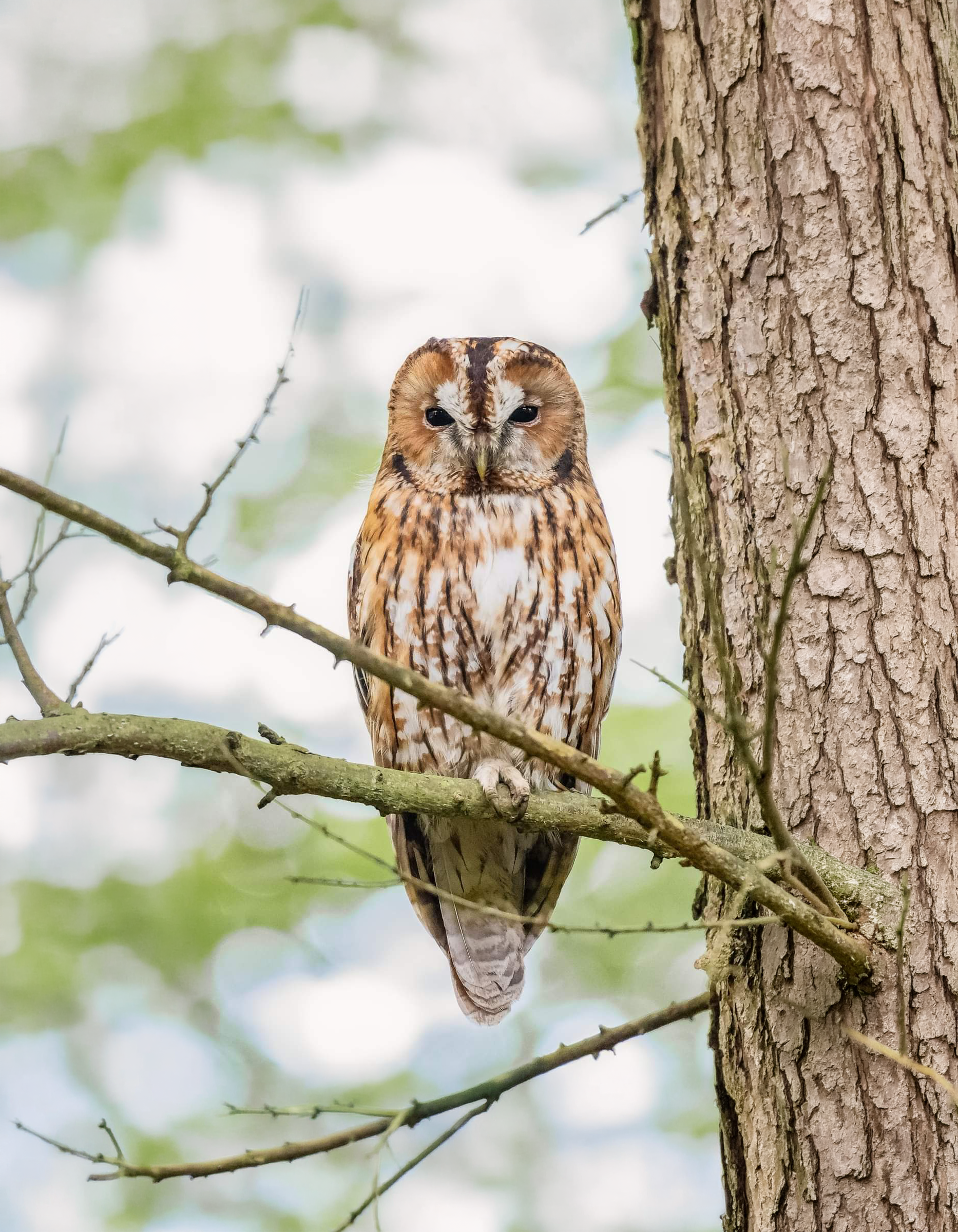 Tawny Owl (c) Cameron Sharp