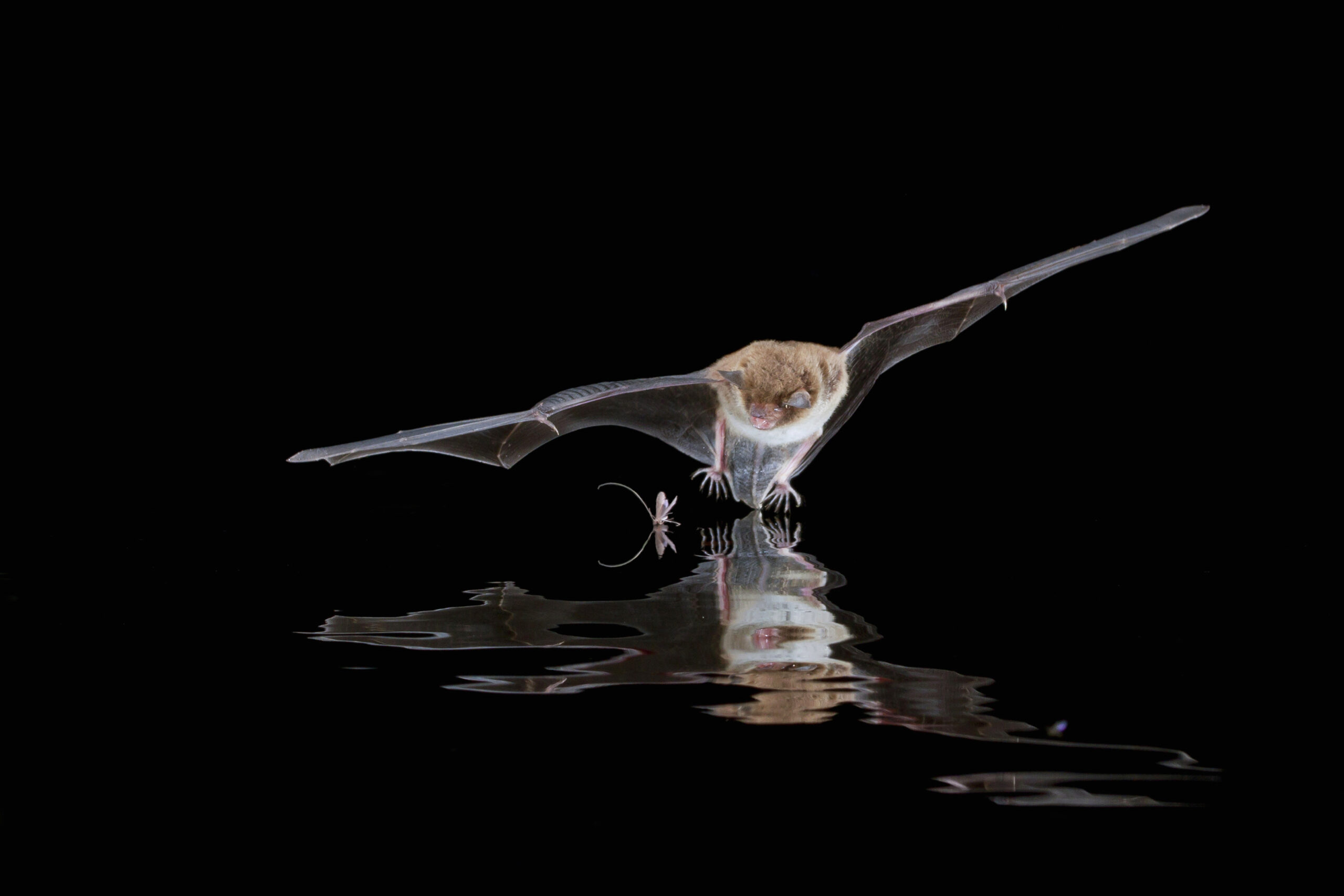 Wild European bat species in flight. Hunting for prey at night. iStock.com/Agami stock